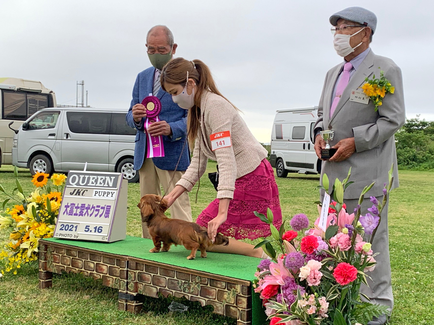 カニンヘン ダックスフンド 【ドッグショー】マカナ パピークイーンKaninchen-Dachshund692 カニンヘン ダックスフンド 【ドッグショー】マカナ パピークイーン