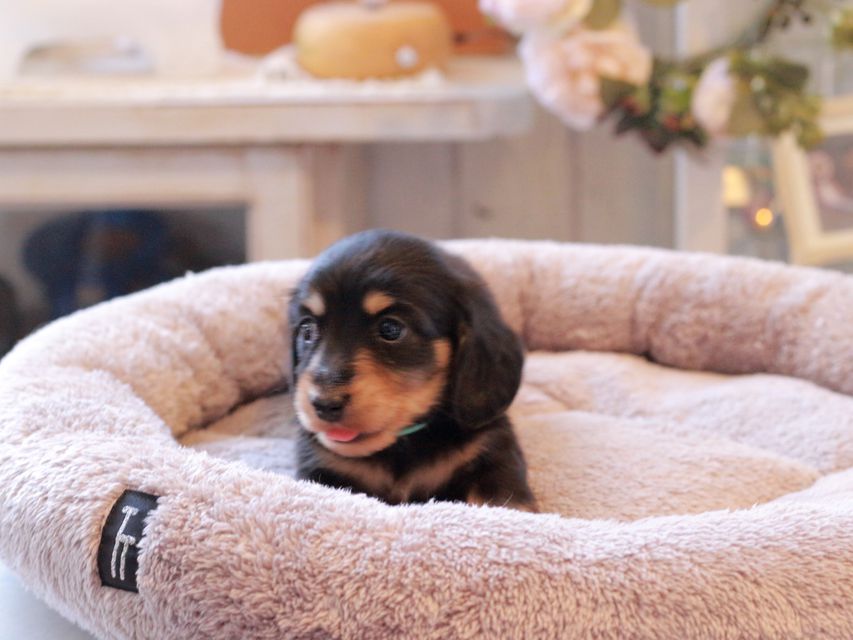 カニンヘン ダックスフンド カイラ & ピーターの子犬 ブラックイエロー（ブラッククリーム） 男の子（1）