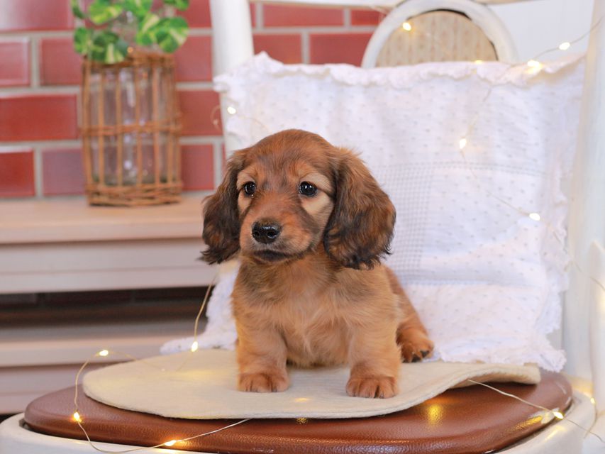 カニンヘン ダックスフンド シオン & ロックスの子犬 シェーデットレッド 女の子Kaninchen-Dachshund69 カニンヘン ダックスフンド シオン & ロックスの子犬 シェーデットレッド 女の子