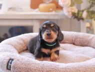 Kaninchen-Dachshund6932