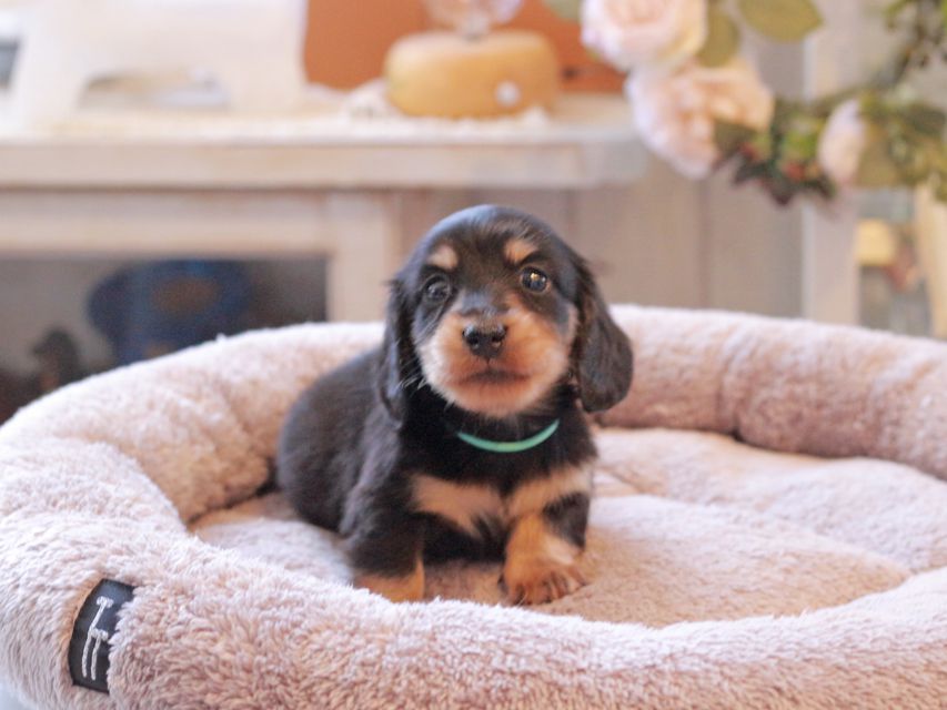 カニンヘン ダックスフンド カイラ & ピーターの子犬 ブラックイエロー（ブラッククリーム） 男の子（1）