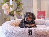 Kaninchen-Dachshund6942