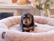 Kaninchen-Dachshund6961