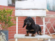 Kaninchen-Dachshund697