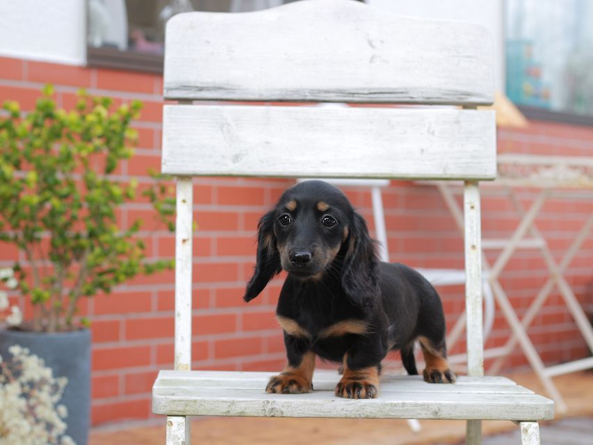 ミニチュアダックスフンドローリー & ジェットの子犬 ブラタン 女の子（1）