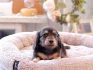 Kaninchen-Dachshund6981