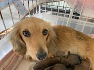 Kaninchen-Dachshund70