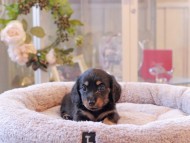 Kaninchen-Dachshund7004
