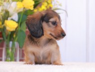 Kaninchen-Dachshund70