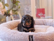 Kaninchen-Dachshund7011