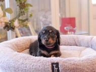 Kaninchen-Dachshund7015