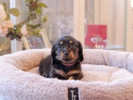 Kaninchen-Dachshund7019