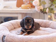 Kaninchen-Dachshund7023