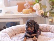 Kaninchen-Dachshund7033