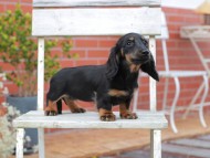 Kaninchen-Dachshund704