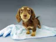 Kaninchen-Dachshund710 Kaninchen-Dachshund710