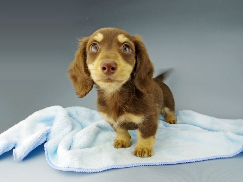 カニンヘン ダックスフンド ジャム & スルガの子犬 チョコイエロー（チョコクリーム） 女の子（2）