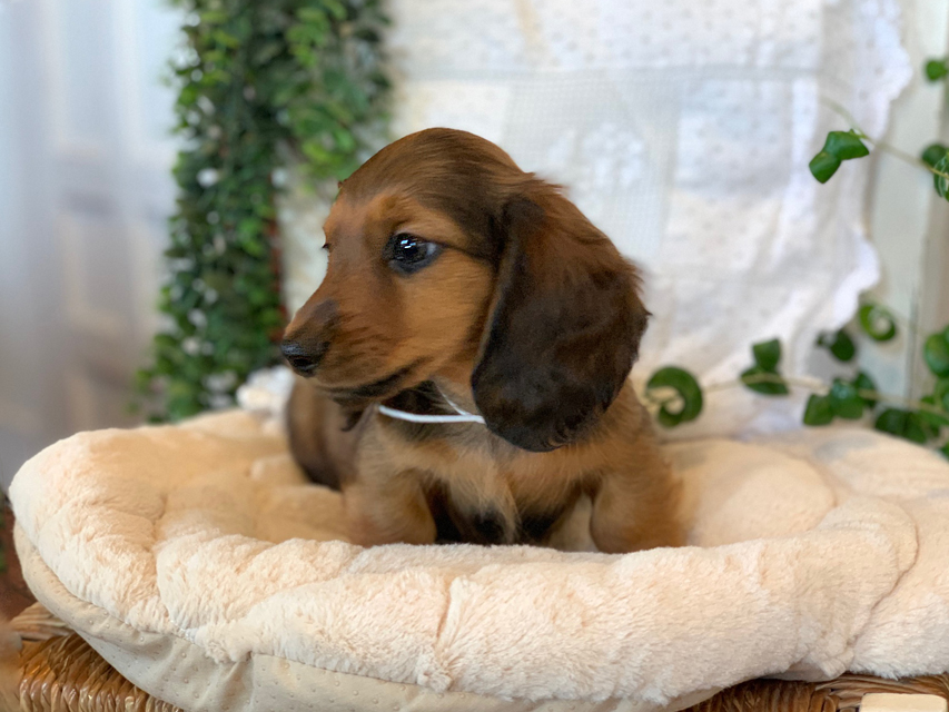 カニンヘン ダックスフンド カノア & ジムダンディの子犬 レッド 男の子（1）