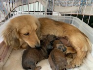 Kaninchen-Dachshund71