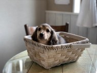 Kaninchen-Dachshund7 Kaninchen-Dachshund7