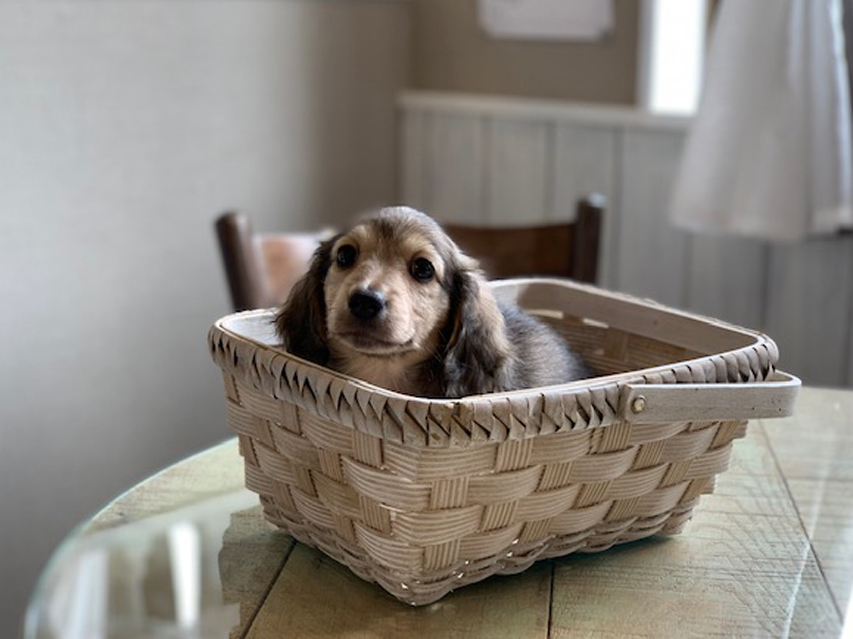 カニンヘン ダックスフンド リン & スカッシュの子犬 シェーデットイエロー(シェーデットクリーム) 男の子(1)Kaninchen-Dachshund7 カニンヘン ダックスフンド リン & スカッシュの子犬 シェーデットイエロー(シェーデットクリーム) 男の子(1)