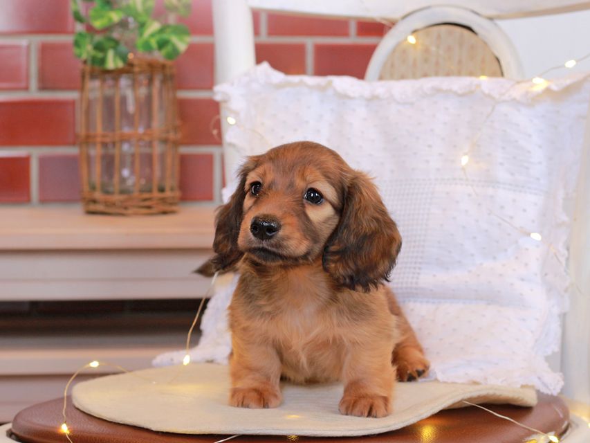 カニンヘン ダックスフンド シオン & ロックスの子犬 シェーデットレッド 女の子Kaninchen-Dachshund71 カニンヘン ダックスフンド シオン & ロックスの子犬 シェーデットレッド 女の子
