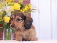 Kaninchen-Dachshund71 Kaninchen-Dachshund71