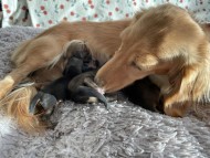 Kaninchen-Dachshund7 Kaninchen-Dachshund7