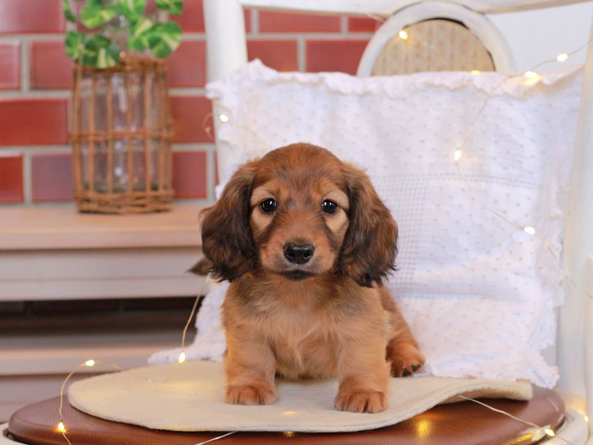 カニンヘン ダックスフンド シオン & ロックスの子犬 シェーデットレッド 女の子Kaninchen-Dachshund72 カニンヘン ダックスフンド シオン & ロックスの子犬 シェーデットレッド 女の子