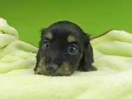 Kaninchen-Dachshund7271 Kaninchen-Dachshund7271