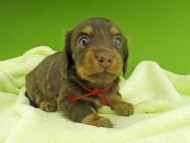 Kaninchen-Dachshund7283