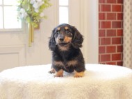 Kaninchen-Dachshund729