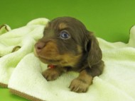 Kaninchen-Dachshund7300