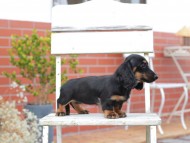 Kaninchen-Dachshund731