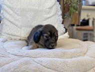 Kaninchen-Dachshund73 Kaninchen-Dachshund73