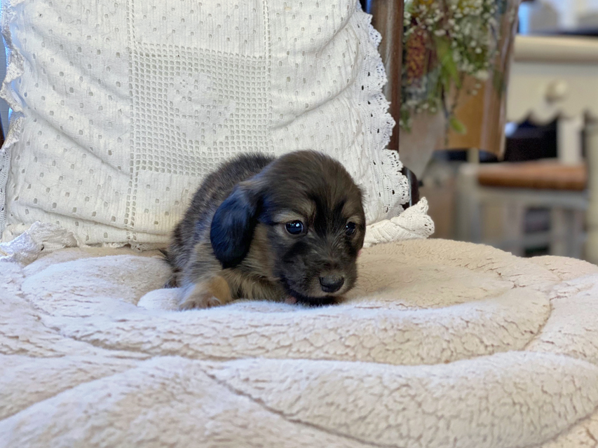 カニンヘン ダックスフンド ひなプリ & ナイトの子犬 シェーデットイエロー(シェーデットクリーム) 女の子(1)Kaninchen-Dachshund73 カニンヘン ダックスフンド ひなプリ & ナイトの子犬 シェーデットイエロー(シェーデットクリーム) 女の子(1)