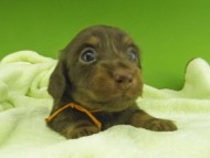 Kaninchen-Dachshund7333