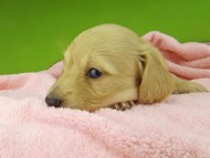 Kaninchen-Dachshund7342