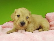 Kaninchen-Dachshund7352