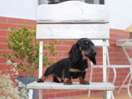 Kaninchen-Dachshund736