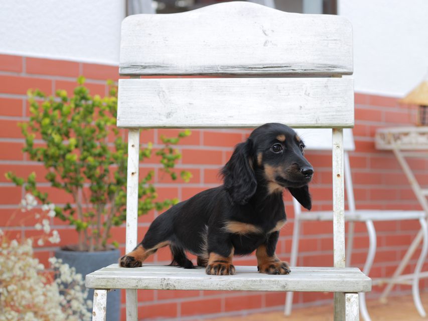 ミニチュアダックスフンドローリー & ジェットの子犬 ブラタン 女の子（1）