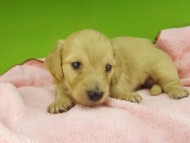 Kaninchen-Dachshund7362