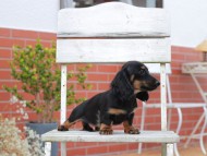 Kaninchen-Dachshund738