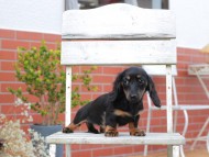 Kaninchen-Dachshund739