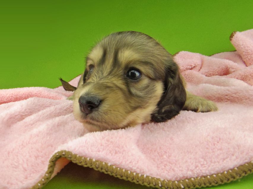 カニンヘン ダックスフンド キュア & スカッシュの子犬 イエロー(クリーム) 女の子Kaninchen-Dachshund7397 カニンヘン ダックスフンド キュア & スカッシュの子犬 イエロー(クリーム) 女の子