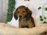 Kaninchen-Dachshund74 Kaninchen-Dachshund74