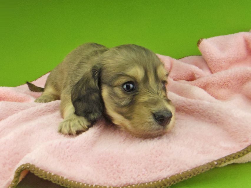 カニンヘン ダックスフンド キュア & スカッシュの子犬 イエロー(クリーム) 女の子Kaninchen-Dachshund7401 カニンヘン ダックスフンド キュア & スカッシュの子犬 イエロー(クリーム) 女の子