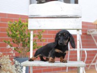 Kaninchen-Dachshund741