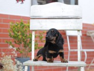 Kaninchen-Dachshund744