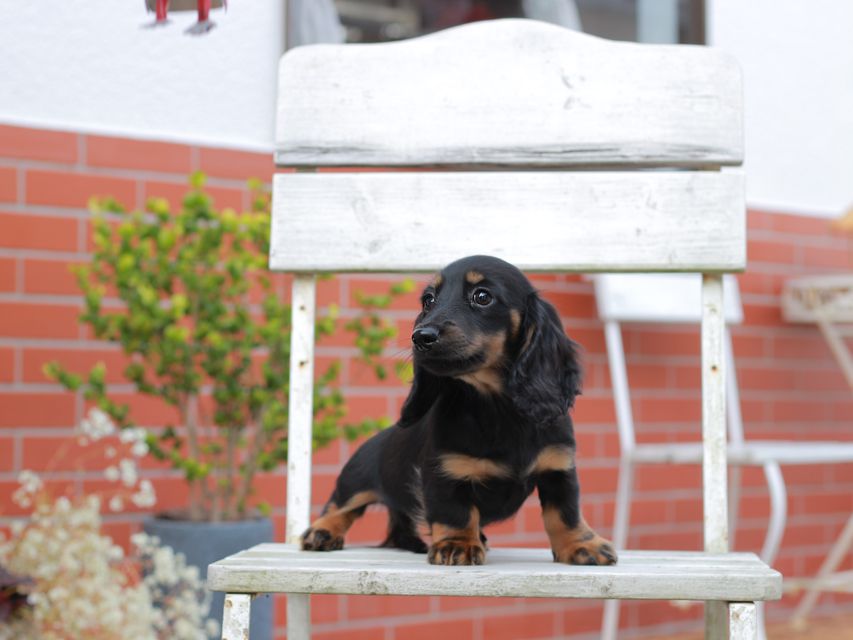 ミニチュアダックスフンドローリー & ジェットの子犬 ブラタン 女の子（1）
